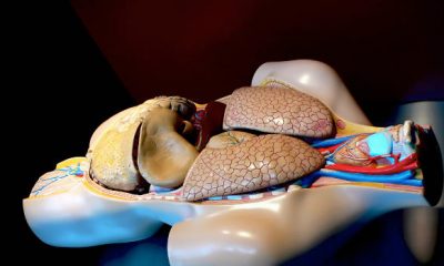 I would like to know if donating body parts (organs) is allowed?