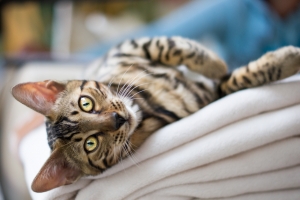 Is it permissible to neuter animals?