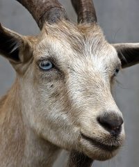 Qurbani / Udhiya