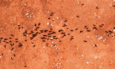 The Ant’s Advice to Stay Indoors